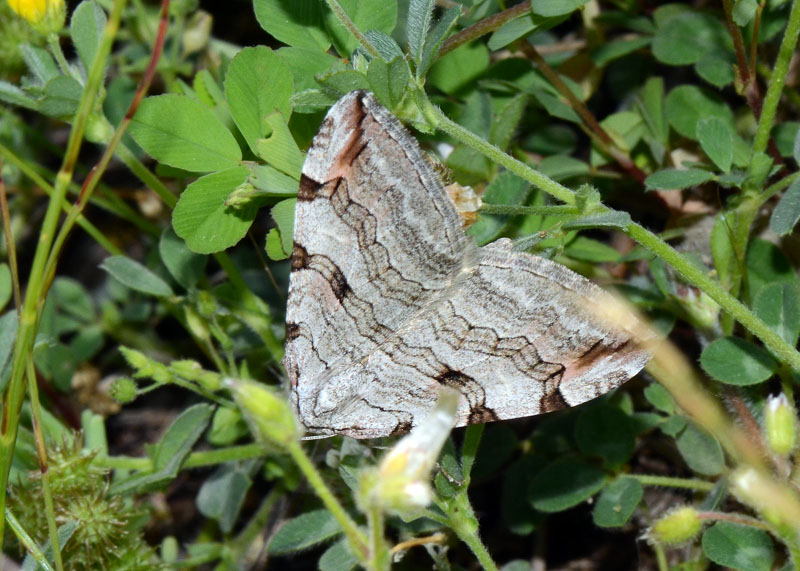 Geometridae Aplocera plagiata ?